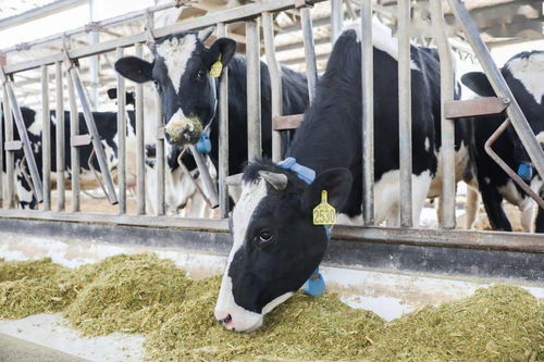 青島，雀巢為你傾倒——液體壁紙的藝術與生活